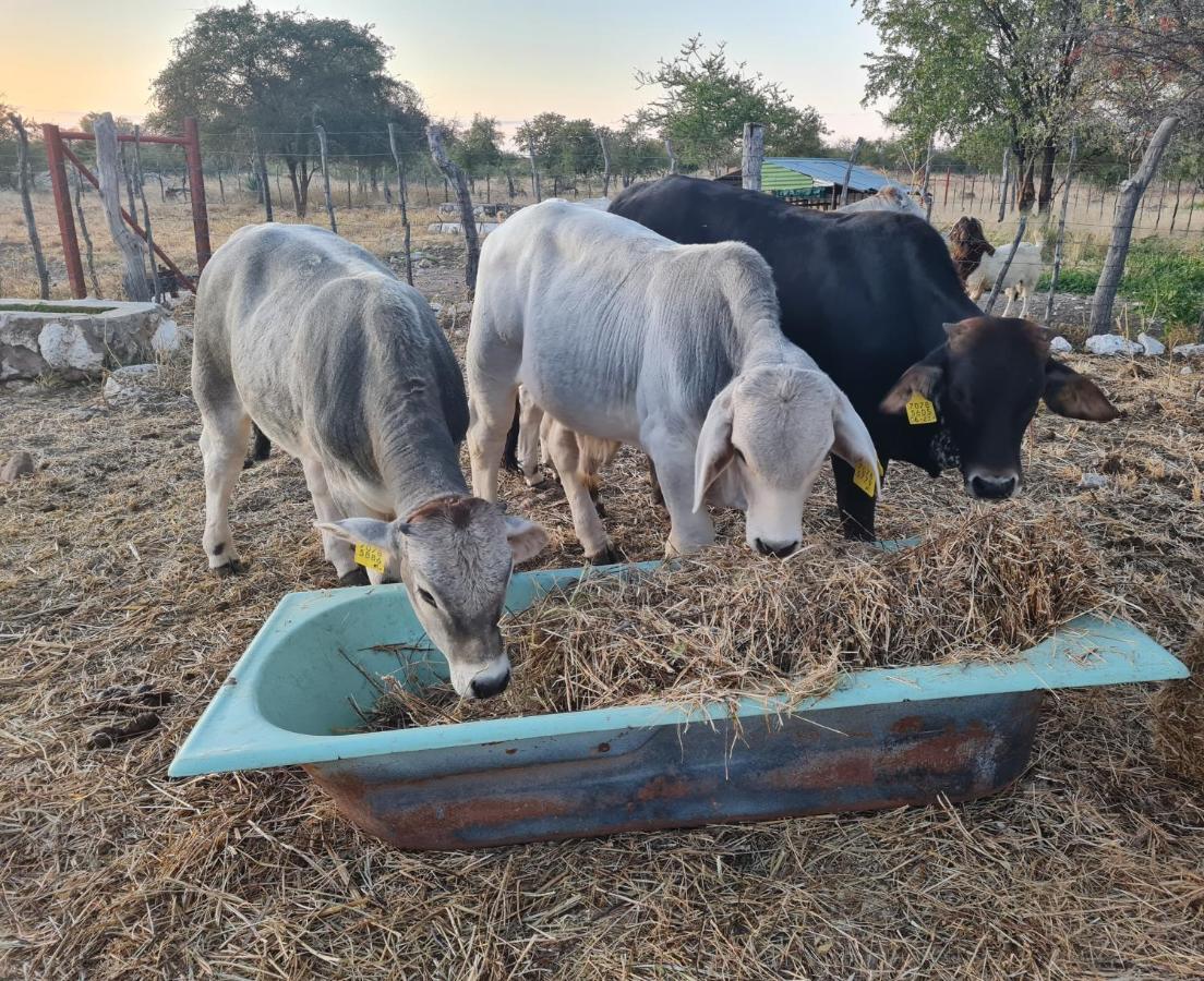 Tamboti Farm Accommodation تسومب المظهر الخارجي الصورة